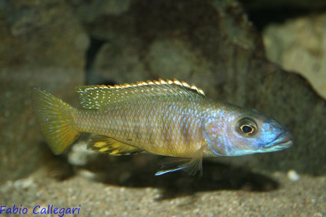 201032412353_exoxchochromis anagensis.JPG